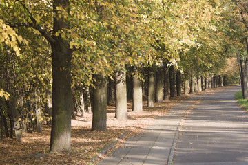 Naklejka premium lipowa alejka