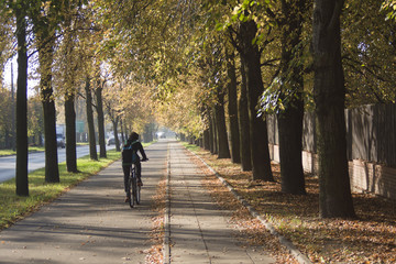 rowerzysta jadący lipową aleją, jesień w parku - obrazy, fototapety, plakaty