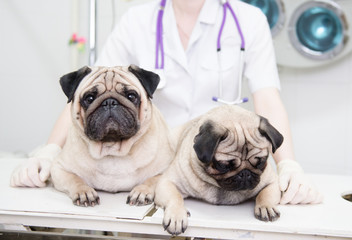 two dogs in a veterinary clinic