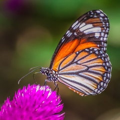 Butterfly on a flower