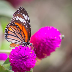 Butterfly on a flower