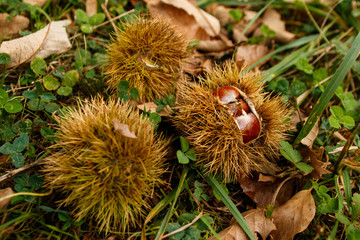 Casta&ntilde;as ca&iacute;das del arbol.