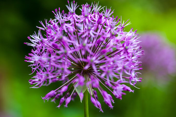 Blooming ornamental onion (Allium)