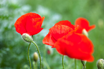 Closeup of the blooming red poppy flowers and poppy buds