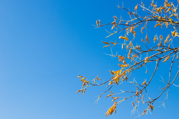 Natural background. Maple branch with yellow leaves against the