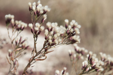 Natural background. Beautiful autumn grass