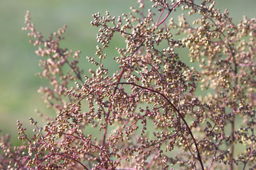 Natural background. Closeup of red autumn grass
