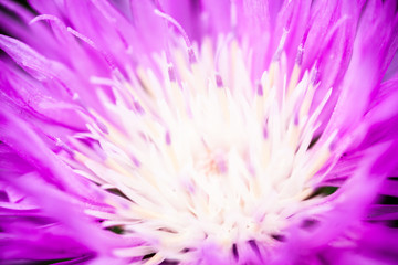 Close up of the blooming whitewash cornflower © rootstocks