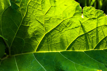 Burdock green leaf close up