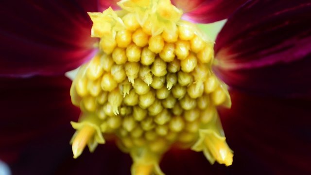 Dahlia flower close up view