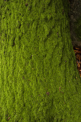 moss in a tree trunk