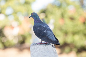 Pigeons closeup