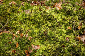 green moss background