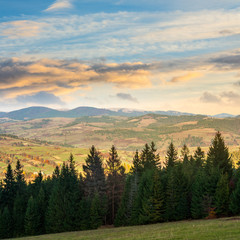 Fototapeta na wymiar pine trees near valley in mountains on hillside