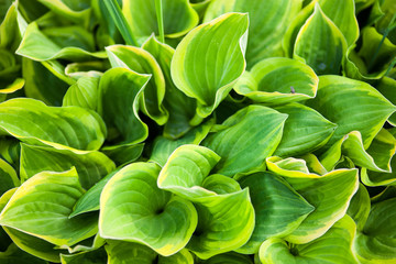 Green leaves of hosta