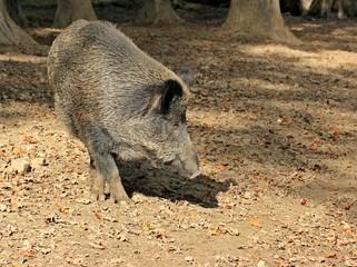 Wildschwein (Sus scrofa)