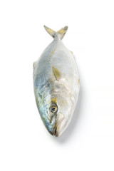Fresh fish (hamachi fish) on white background.