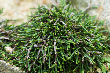 Cassiope, Ericaceae, Japan