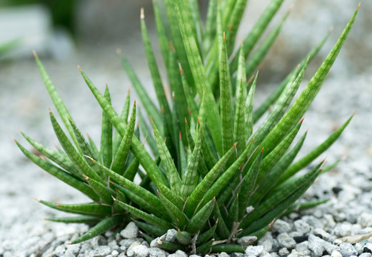 Sansevieria francisii, ASPARAGACEAE, Ethiopia