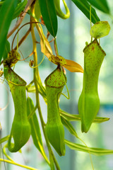 Nepenthes sp., Nepenthaceae, Philippines