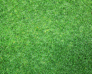 Obraz premium Lawn