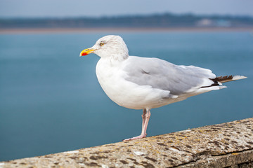European herring gull