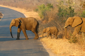 African Elephant