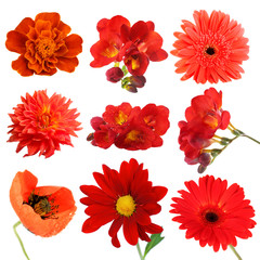 Fototapeta premium Collage of beautiful red flowers