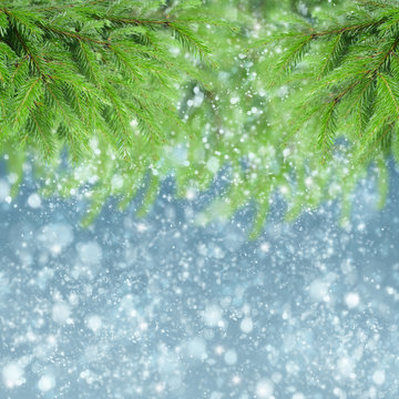 with fir tree and snow