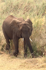 Fototapeta premium African Elephant