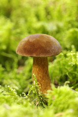 Oak Mushroom in the moss