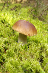 Oak Mushroom in the moss