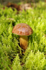 Oak Mushroom in the moss