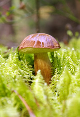 Oak Mushroom in the moss