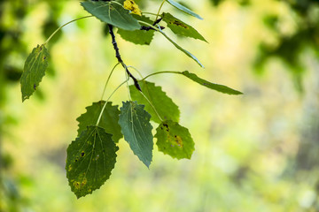 Aspen tree branch with leaves on a background of blurred trees
