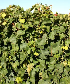 grappe de raisin blanc,vignoble charentais