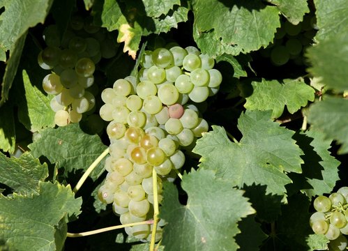 grappe de raisin blanc,vignoble charentais
