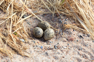 Haematopus ostralegus, Eurasian Oystercatcher. Eggs.
