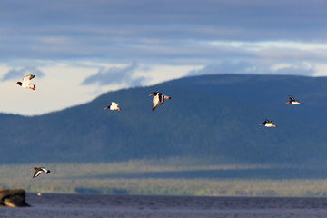 Haematopus ostralegus, Eurasian Oystercatcher