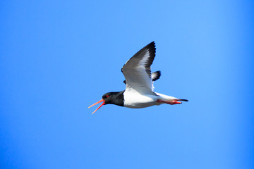 Haematopus ostralegus, Eurasian Oystercatcher