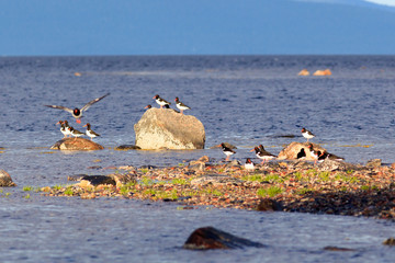 Haematopus ostralegus, Eurasian Oystercatcher