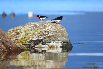 Haematopus ostralegus, Eurasian Oystercatcher