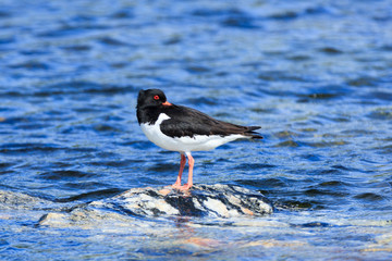 Haematopus ostralegus, Eurasian Oystercatcher