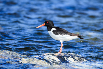Haematopus ostralegus, Eurasian Oystercatcher