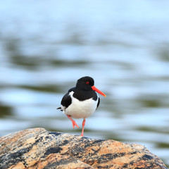 Haematopus ostralegus, Eurasian Oystercatcher