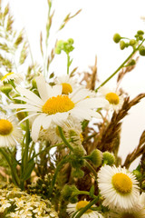 bouquet of beautiful daisy