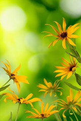 beautiful flowers in the garden