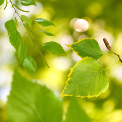 tree branches on a green background