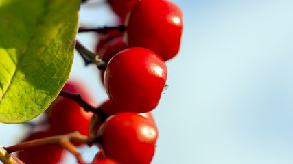 Rowan berries macro