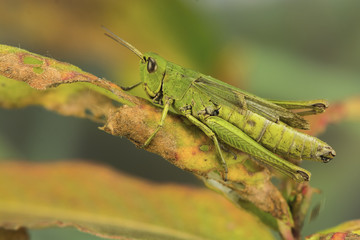 Grashüpfer